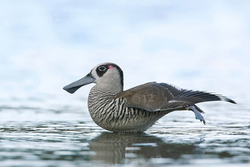 Pink-eared Duck (Malacorhynchus membranaceus) stretching, Victoria, Australia