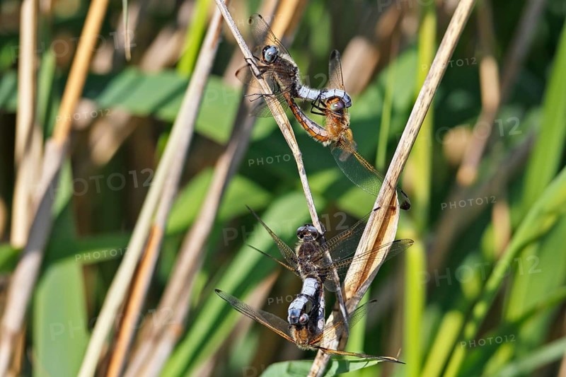 Lesser blue arrow (Orthetrum coerulescens), four animals mating on a reed stalk, copula, Peene Valley River Landscape Nature Park, Mecklenburg-Western Pomerania, Germany