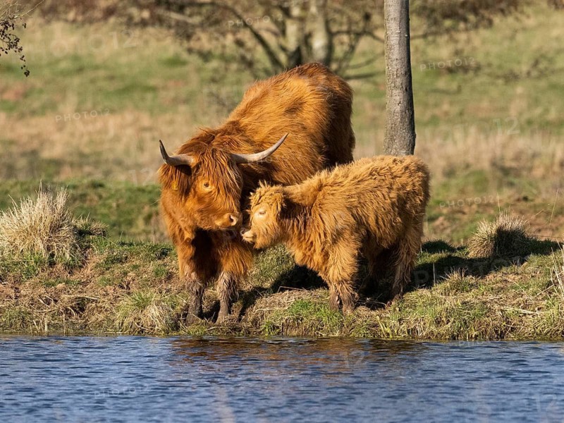 Scottich Highland Cow (Bos taurus), with Calf, mother cow nuzzling calf affectionately, at side of lake, Glockenborn nature reserve, Bründersen, county Hessen, Germany