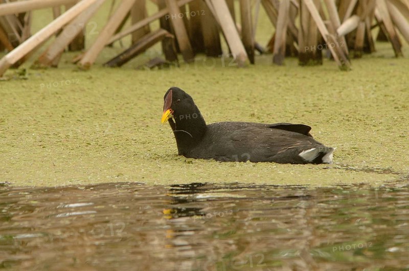 Red-fronted Coot (Fulica rufifrons), Buenos Aires, Argentina
