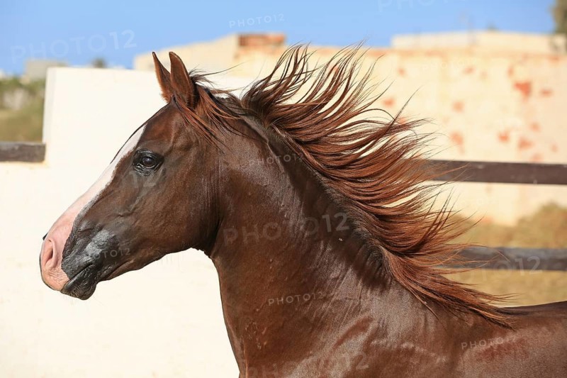 Arabian horse, thoroughbred Arabian, Djerba, Tunisia