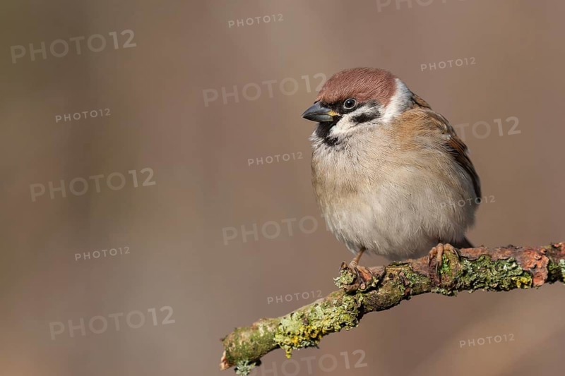 Eurasian Tree Sparrow (Passer montanus) perched on a branch, Lower Saxony, Germany