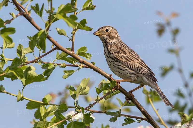 Corn Bunting (Emberiza calandra) perched on a branch, Mecklenburg-Western, Pomerania, Germany