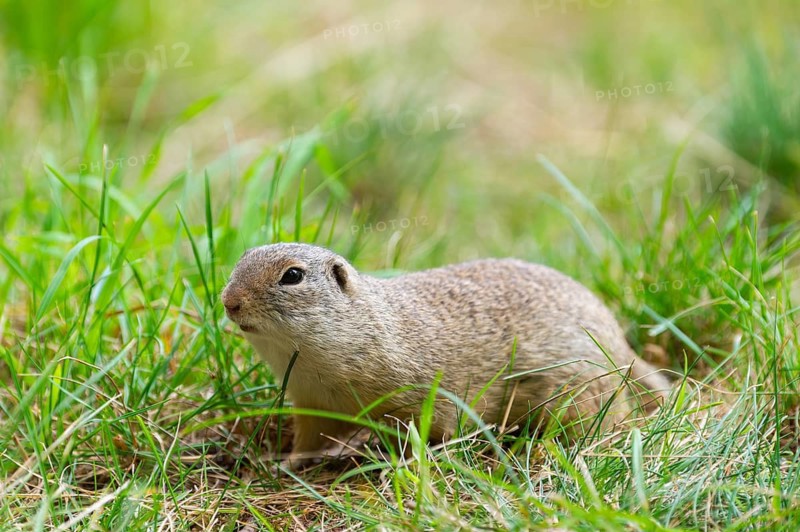 European ground squirrel (Spermophilus citellus) on a meadwo, Bavaria, Germany