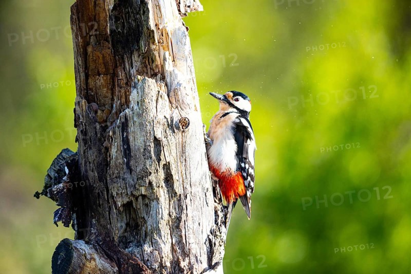 Great spotted woodpecker (Dendrocopus major) ml Germany