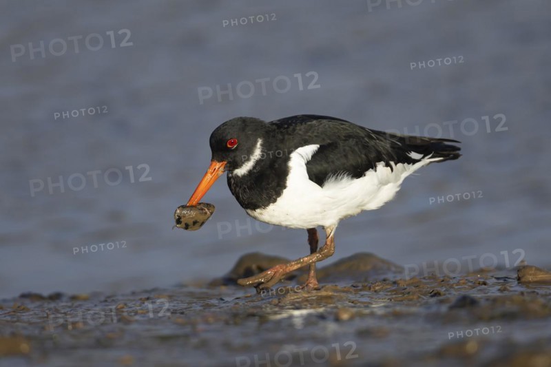 Eurasian oystercatcher (Haematopus ostralegus) adult bird carrying a mussel shell in its beak on a mudflat, England, United Kingdom