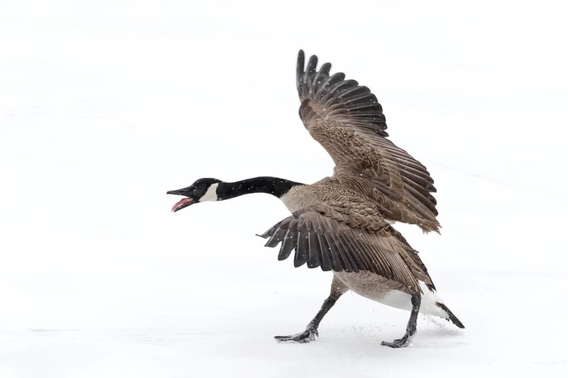 Canada goose standing on a frozen lake. Branta canadensis. Goose with agressive display