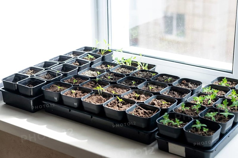 A variety of tomato seedlings in black plastic pots on a sunny windowsill. The sunlight helps them grow, creating a fresh and nurturing indoor garden environment