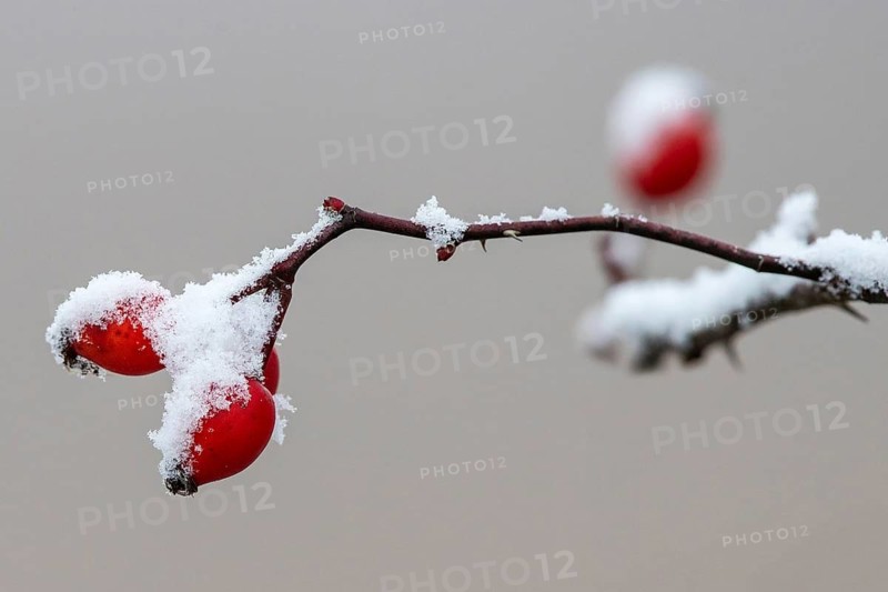Schnee- und eisbedeckte Hagebutten der Hunds-Rose (Rosa canina) im Winter, Baden-Württemberg, Deutschland