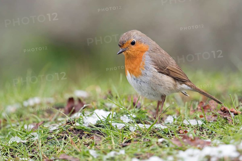 European Robin (Erithacus rubecula) perched on snowy ground, North Rhine-Westphalia, Germany