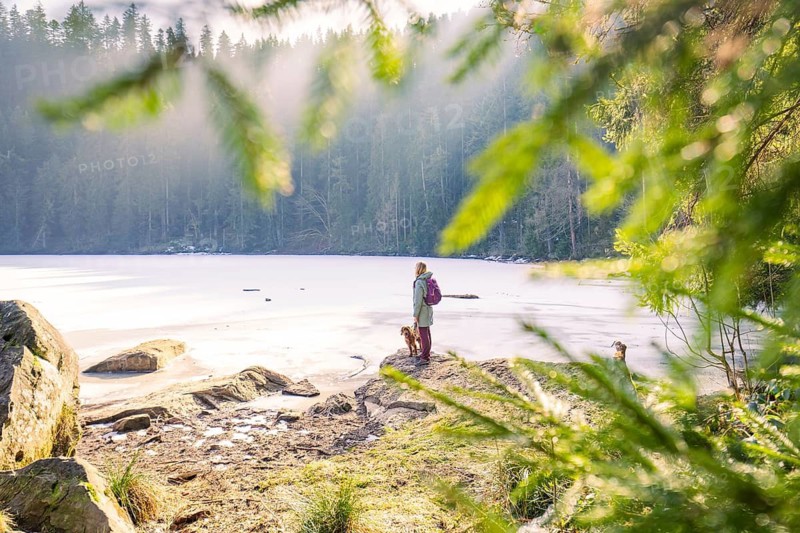 Woman with dog standing at frozen lake in winter forest, view through green branches, Glaswaldsee, Bad Rippoldsau-Schapbach, district Wolfach, Black Forest, Germany