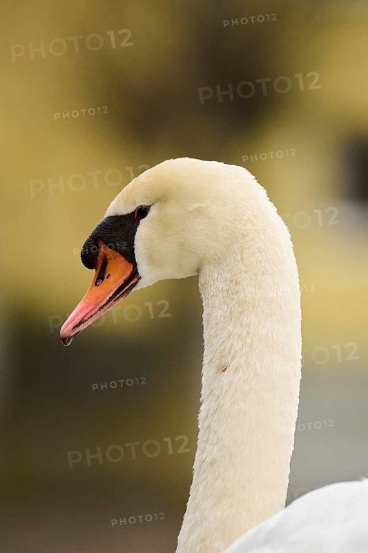 Mute swan (Cygnus olor) portrait, Bavaria, Germany