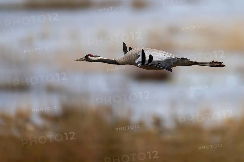 Common crane (Grus grus), Hornborga, Sweden