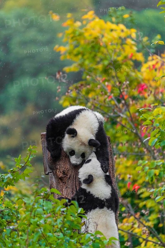 Two Giant Pandas, cubs, ailuropoda melanoleuca, climb in a tree