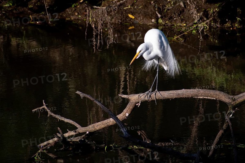 Great White Egret (Ardea alba) in the nature reserve Reserva Ecologica Ciudad Universitaria Costanera Norte, in Buenos Aires, Argentina
