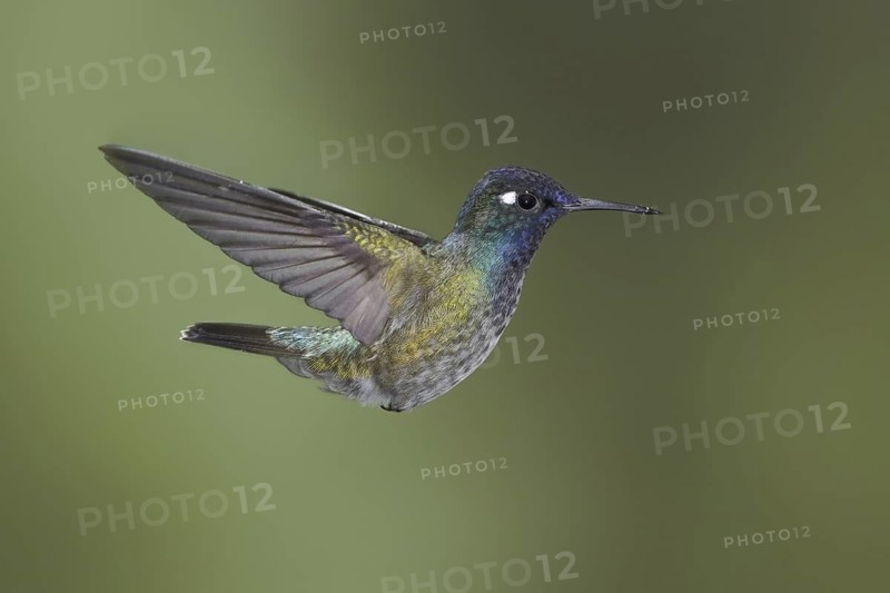 Violet-headed Hummingbird (Klais guimeti), Ecuador