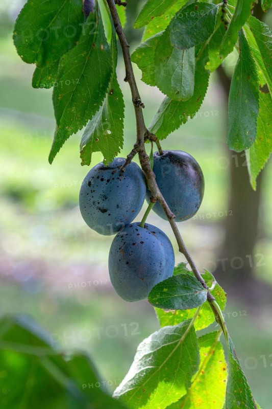Plum (Prunus domestica 'Italienische Zwetsche'), Cambridge Botanical Garden, Germany