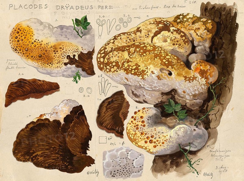 Mushroom, fungi, oak bracket, Pseudoinonotus dryadeus, Syn. Placodes dryadeus, authentic reproduction of an illustration by Hans Walty (1868-1948) from about 1915, historical