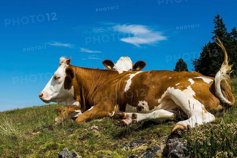 Dairy cows in front of a blue sky, Herzogenhorn, Southern Black Forest, Black Forest, Germany