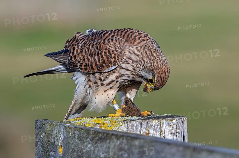 Common kestrel / European kestrel (Falco tinnunculus) female perched on wooden fence post eating caught vole prey