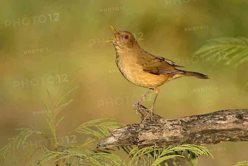 Clay-colored Thrush (Turdus grayi) singing, Texas, USA