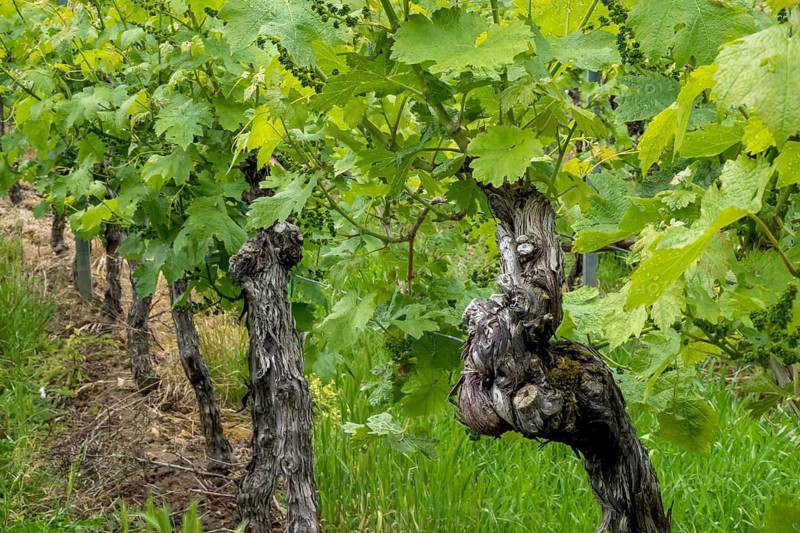 Vines, spring, vine blossom, Southern Palatinate, Palatinate, Rhineland-Palatinate, Germany