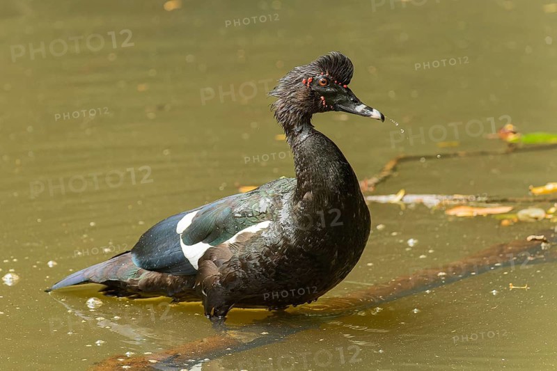 Adulte männliche Moschusente (Cairina moschata)