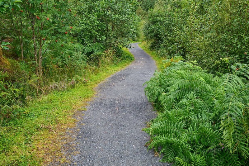 A quiet hiking trail lined with green plants and trees, Victoria Falls, Slattadale, Achnasheen, Scotland, United Kingdom, Great Britain
