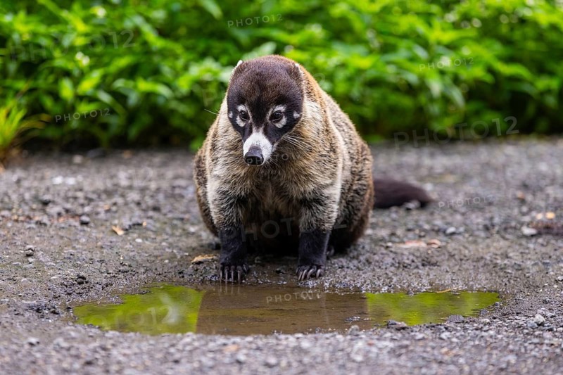 Coati (Nasua narica) in front of a pool of water, Mammals (Mammalia), Alajuela, Costa Rica