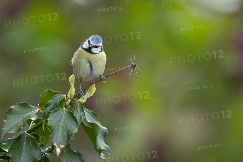 Blue tit (Cyanistes Caeruleus) adult garden bird on an ivy tree branch, Suffolk, England, United Kingdom