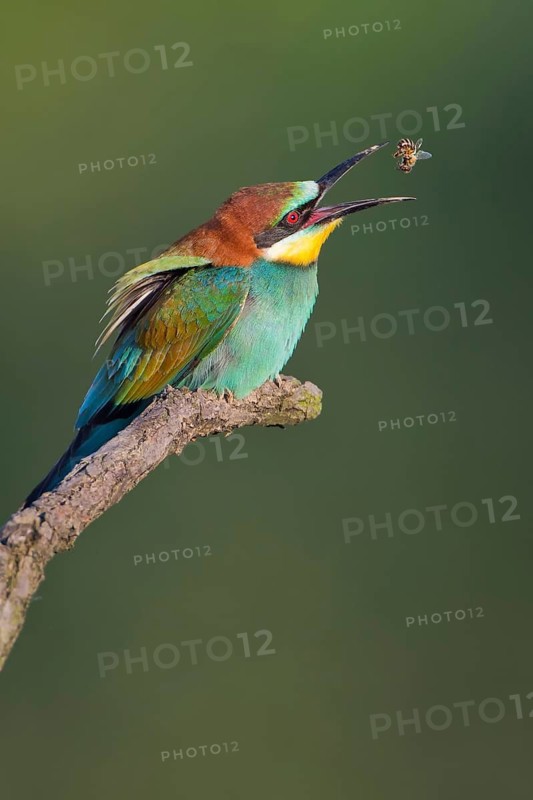 European Bee-eater (Merops apiaster) eating bee, Saxony-Anhalt, Germany