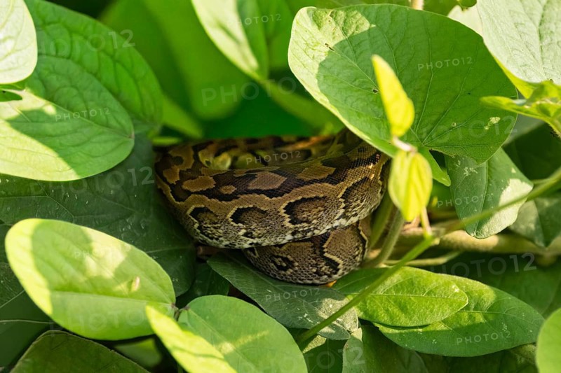 Central African rock python (Python sebae), young animal lying curled up between leaves, Murchison Falls NP, Uganda