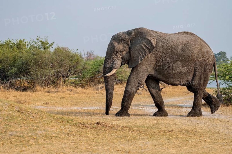 African elephant (Loxodonta africana), adult, Okavango Delta, Moremi Game Reserve, Botswana