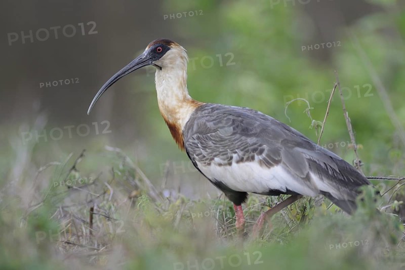 Buff-necked Ibis (Theristicus caudatus) foraging, Pantanal, Brazil