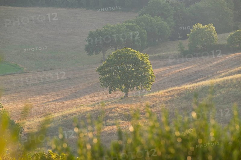 Single Tree standing in a typical Tuscan landscape in Val d'Orcia with hills and fields at sunrise in summer, Tuscany, Italy