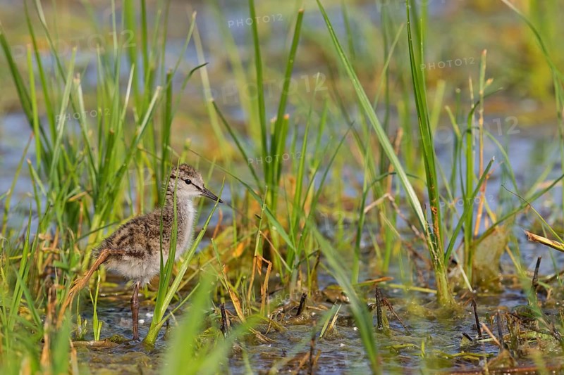 Rotschenkel, Common Redshank, Redshank, Tringa totanus, Chevalier gambette, Archibebe Común