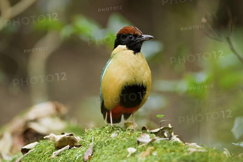 Noisy Pitta (Pitta versicolor), New South Wales, Australia