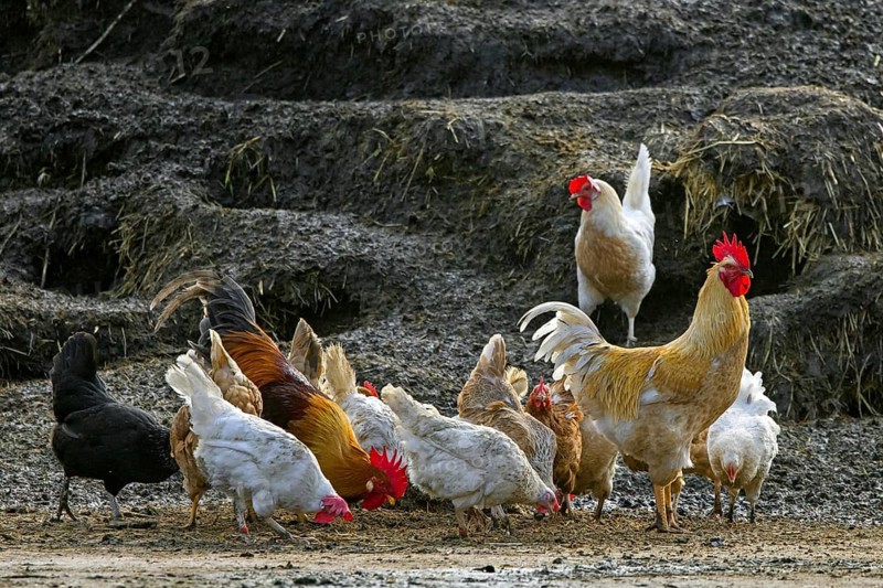 Rooster, cock with hens, free range chickens foraging in front of dungheap, manure heap at inner courtyard of farm