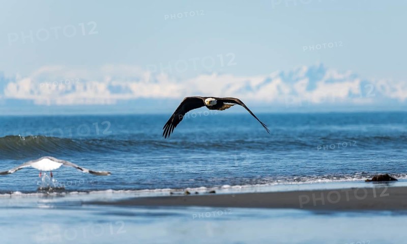 Bald eagle (Haliaeetus leucocephalus) in flight, Anchor Point at Cook Inlet, white mountain peaks of the Aleutian chain in the background, Anchor River State Recreation Area, Alaska, USA