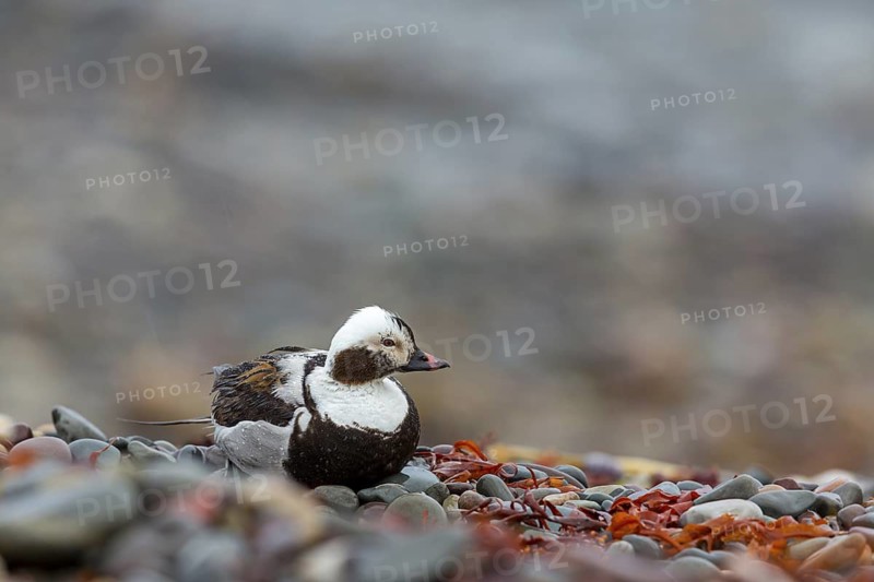 Ferruginous Duck, (Clangula hyemalis), animals, birds, ducks, duck birds, Varanger, Finnmark, Norway