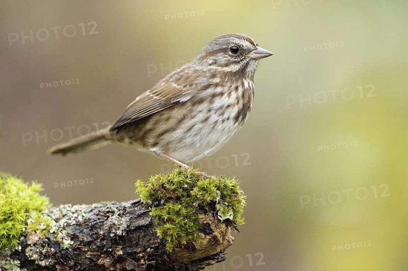 Song Sparrow (Melospiza melodia), British Columbia, Canada