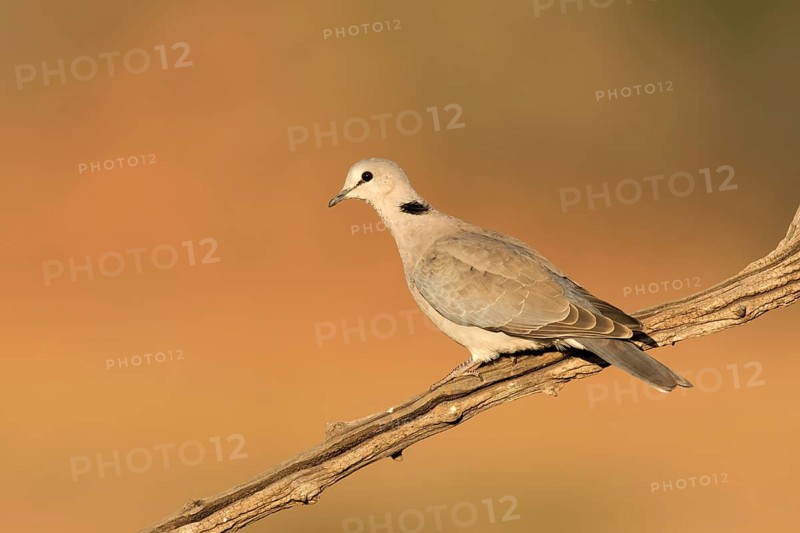 Kaapse tortelduif in avond zonnetje, Cape Turtle Dove in sunset