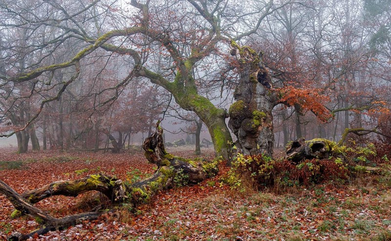 Beech in Hutewald Halloh, Hesse, Germany