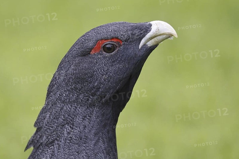 Western Capercaillie (Tetrao urogallus), Asturias, Spain