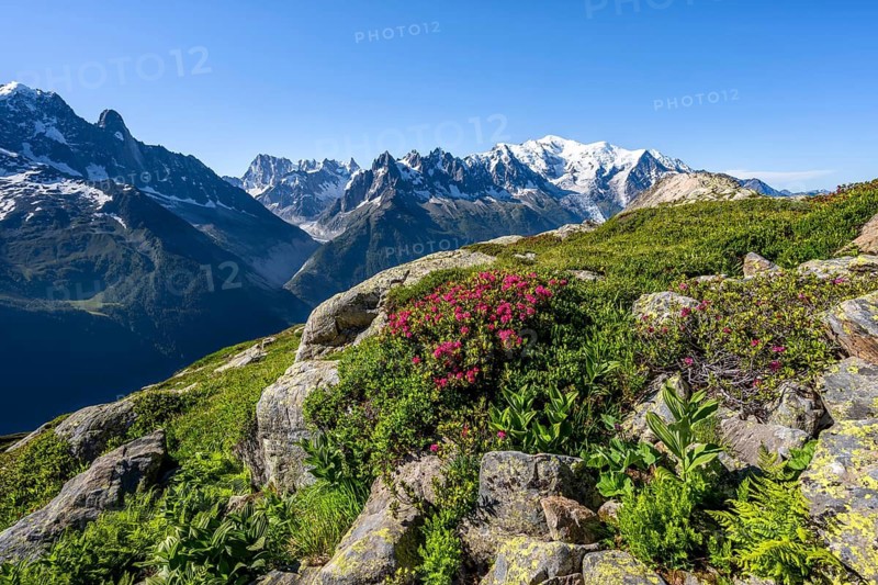 Mountain landscape with alpine roses, mountain panorama of the Mont Blanc massif with glaciated summit of Mont Blanc, Aiguilles Rouges, Chamonix-Mont-Blanc, Haute-Savoie, France