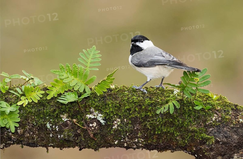 Carolina Chickadee (Poecile carolinensis) perched on a mossy trunk, Texas, USA