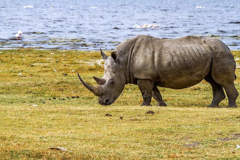 White rhinoceros (Ceratotherium simum), South Africa