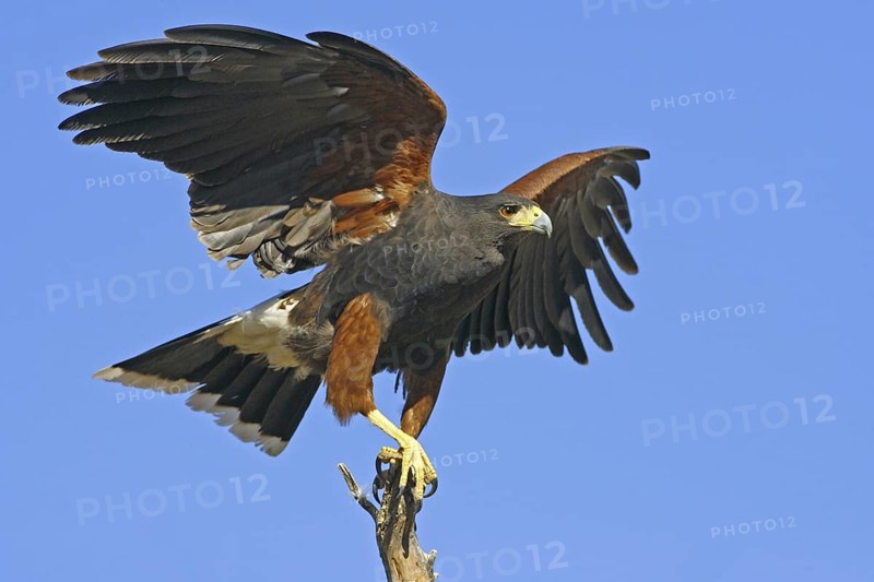 Harris' Hawk Parabuteo unicinctus Tucson, ARIZONA, United States January Adult Accipitridae