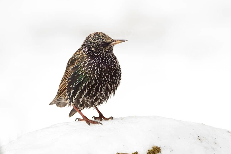 Common Starling (Sturnus vulgaris) perched on snow, Bavaria, Germany
