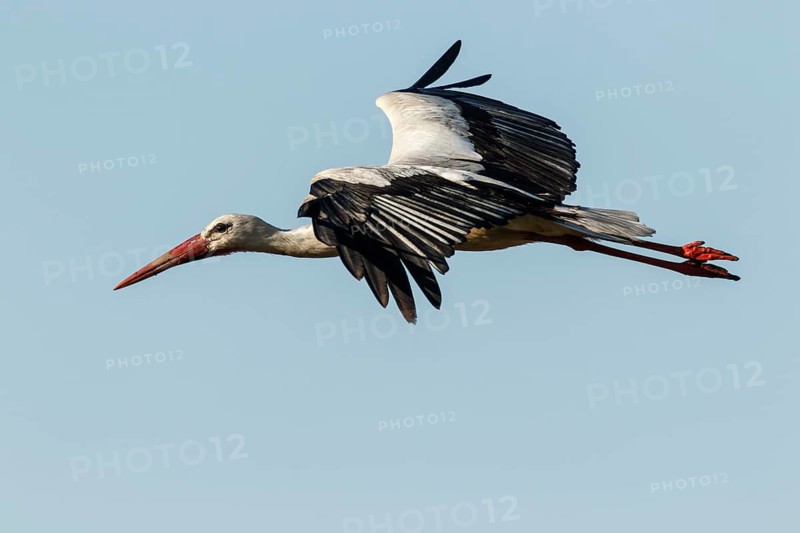 White Stork (Ciconia ciconia), flying, Galicia, Spain